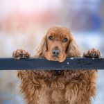 3 tips til at passe godt på din hund