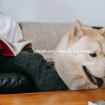 Hund i lejlighed – Vær opmærksom inden du køber hund