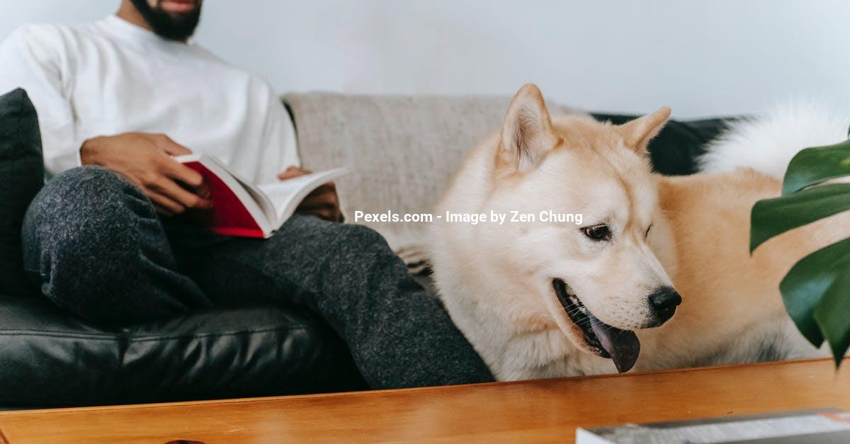 Hund i lejlighed – Vær opmærksom inden du køber hund