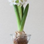 Find den perfekte Bjørn Wiinblad vase til din samling